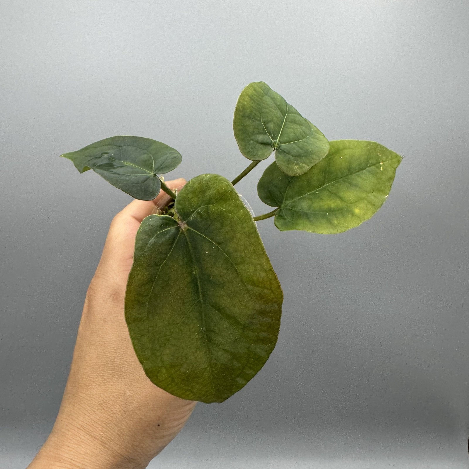 Anthurium Ace of Spades Rare Aroid #11