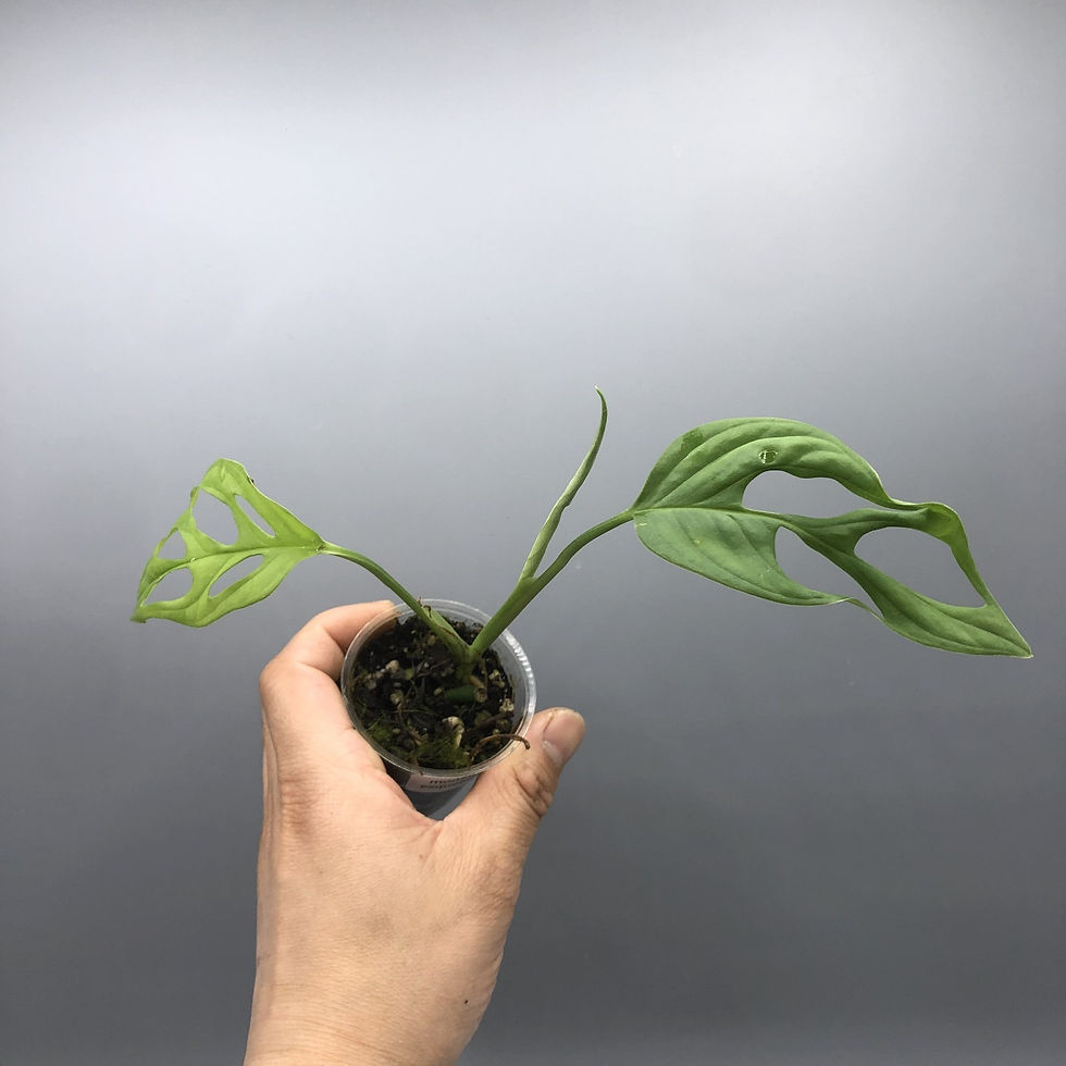 Thumbnail: Monstera esqueleto #3