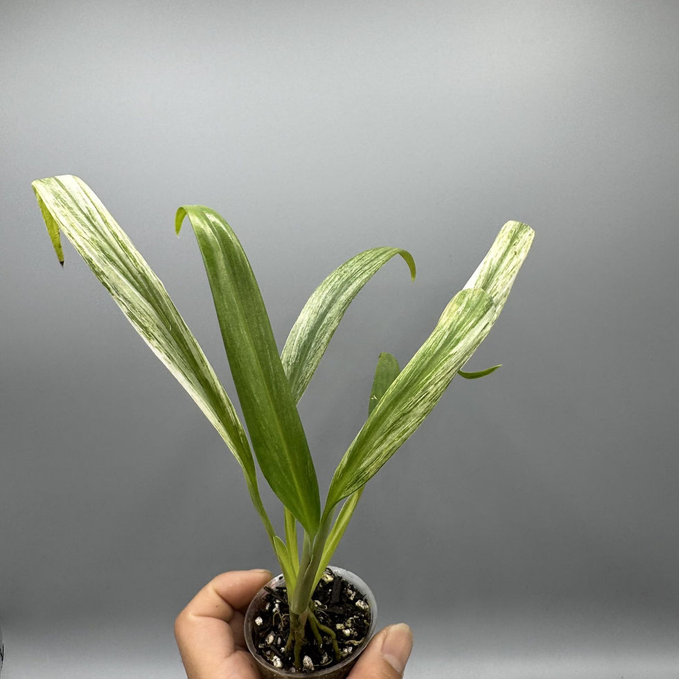 Thumbnail: Epipremnum Amplissimum variegated #5