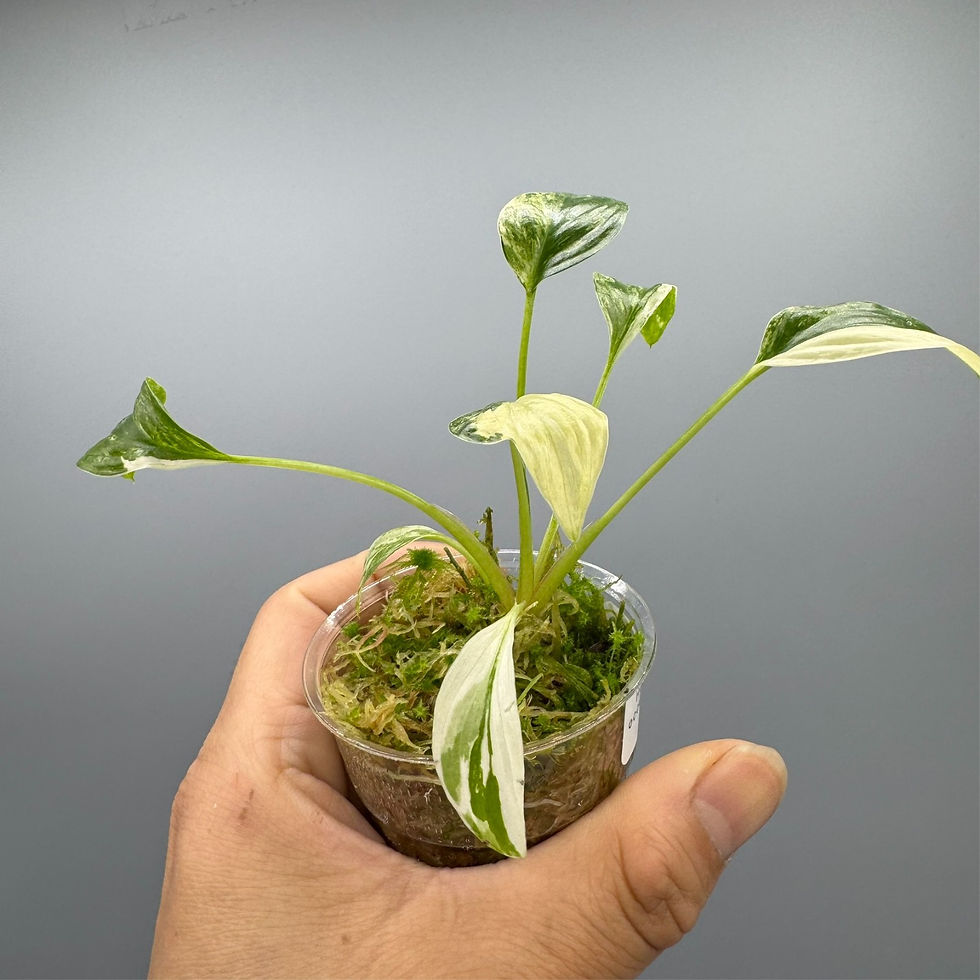 Thumbnail: Homalomena Occulta Stardust - Variegated Rare Plant #2