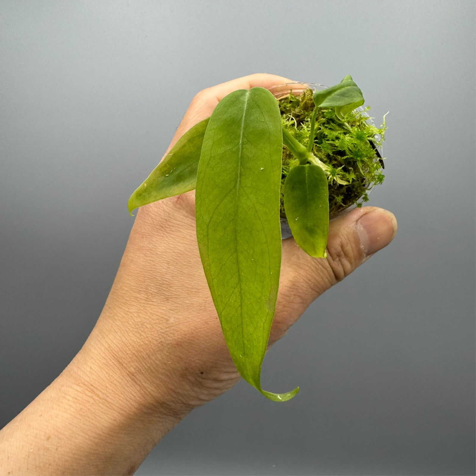 Anthurium Pallidiflorum Narrow Form - Rare Plant #4