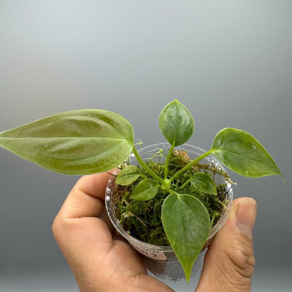Thumbnail: Anthurium Veitchii - Rare Plant #2