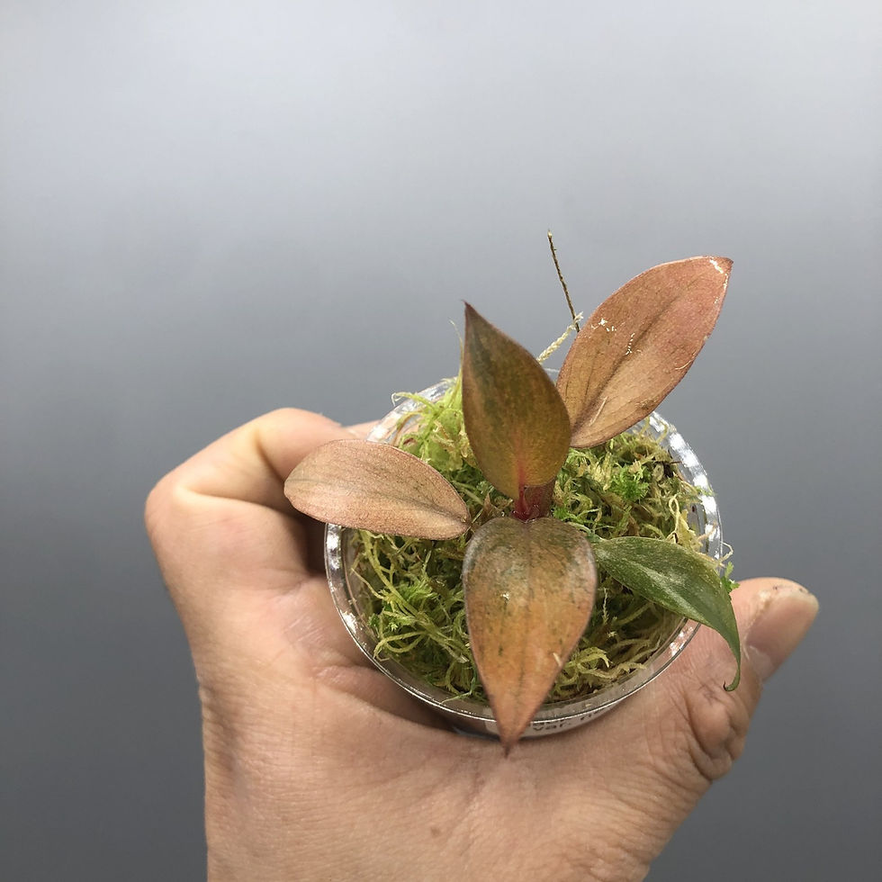 Thumbnail: Philodendron Black Cardinal Variegated #1