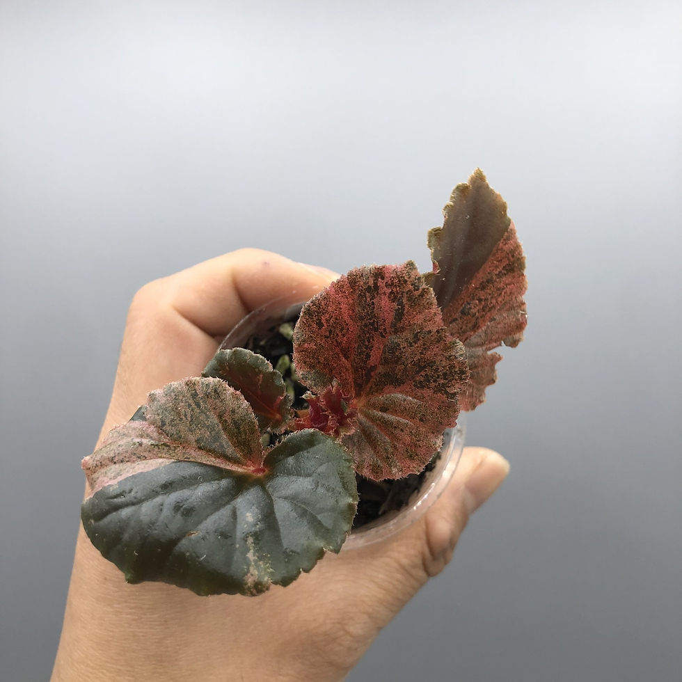 Thumbnail: Begonia Cucullata Pink Variegated #1