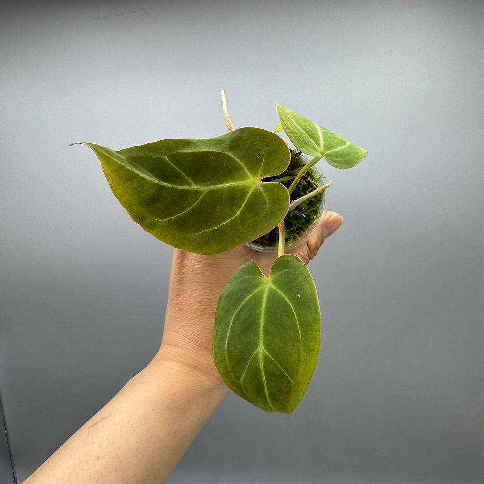 Thumbnail: Anthurium Black Velvet - Rare Plant #2