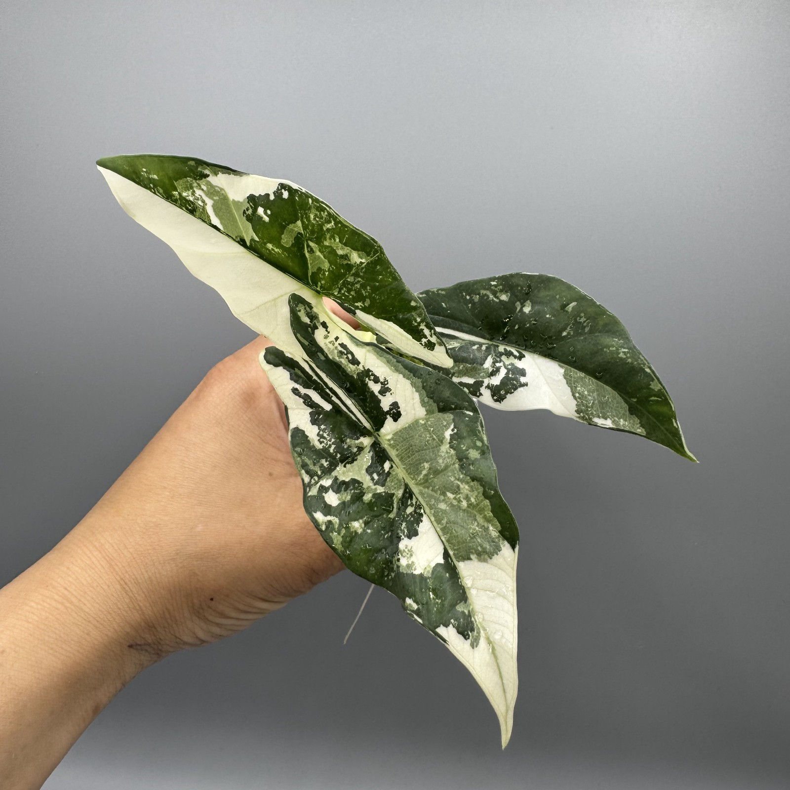 Alocasia Simpo Albo Variegated Rare Aroid #6
