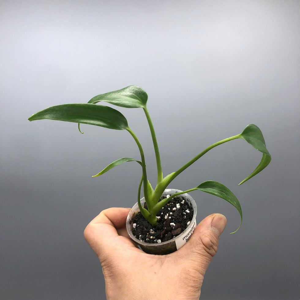 Thumbnail: Monstera Burle Marx Flame Rare Plant #12