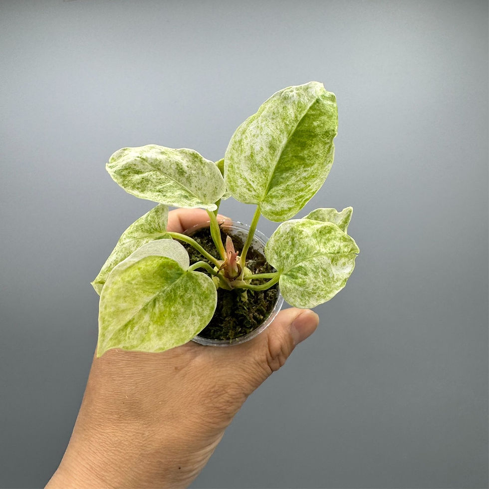 Thumbnail: Anthurium Hookeri Variegated - Rare Plant #1