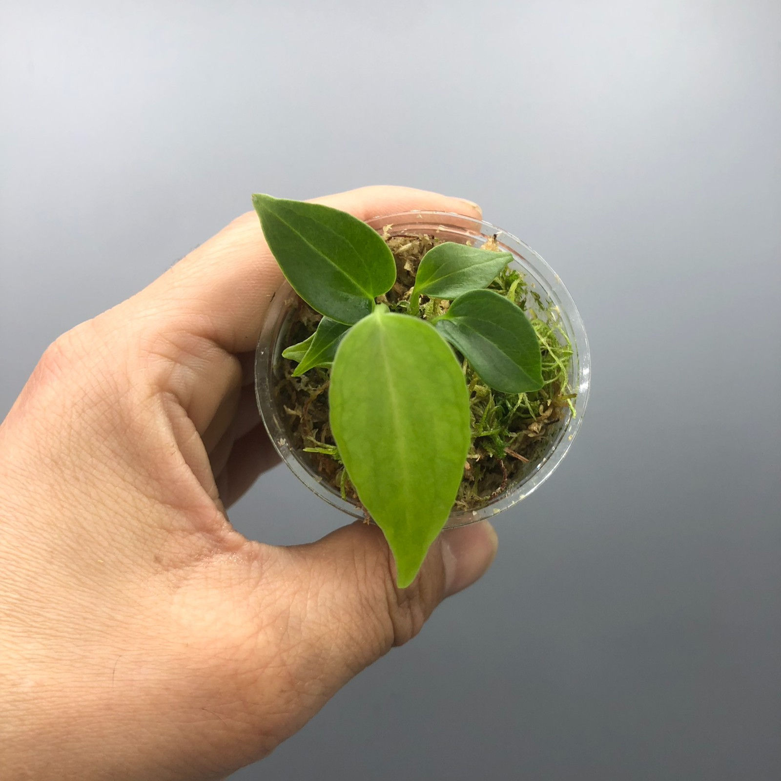 Anthurium Delta Force #7