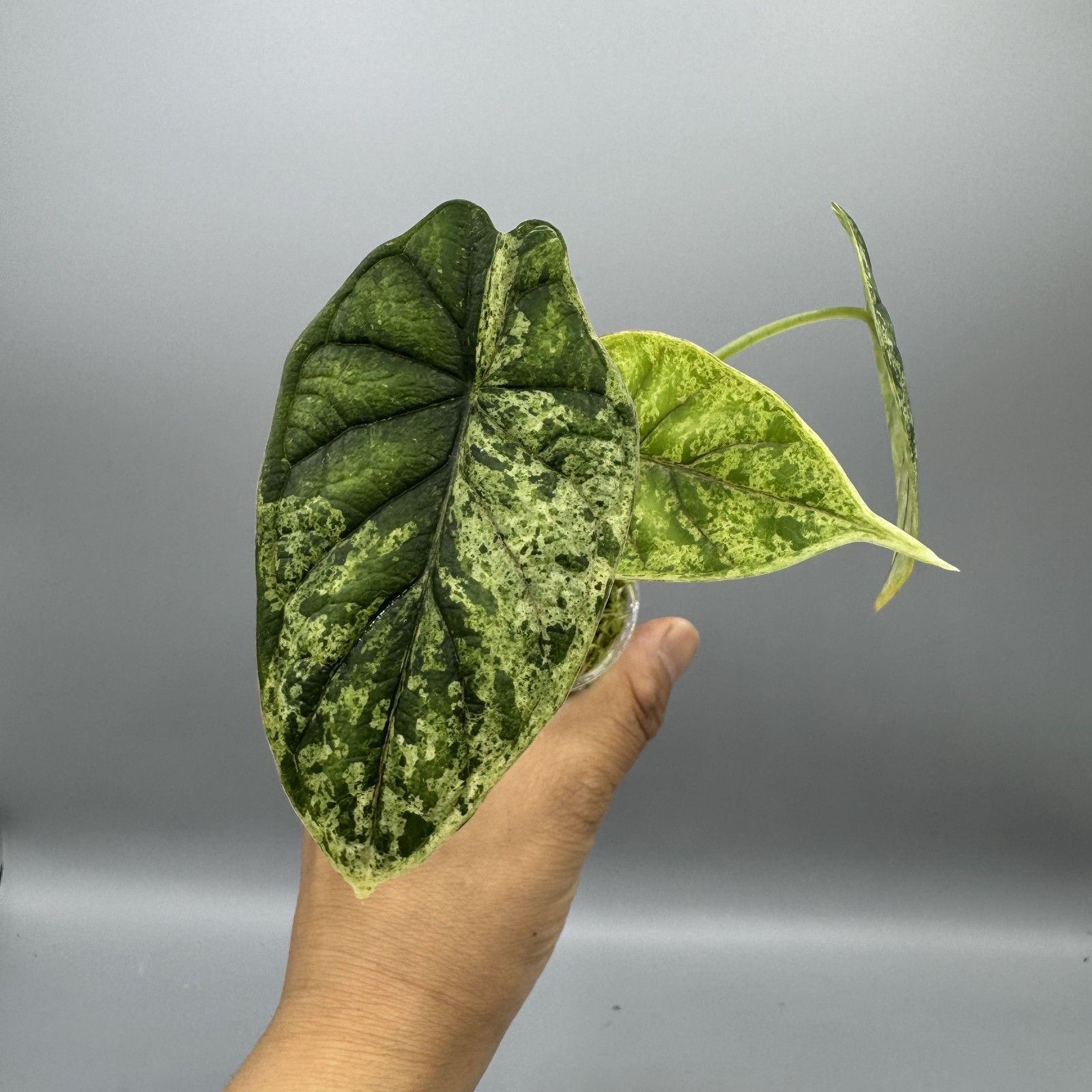 Alocasia Dragon Scale Mint Variegated Rare Aroid #12