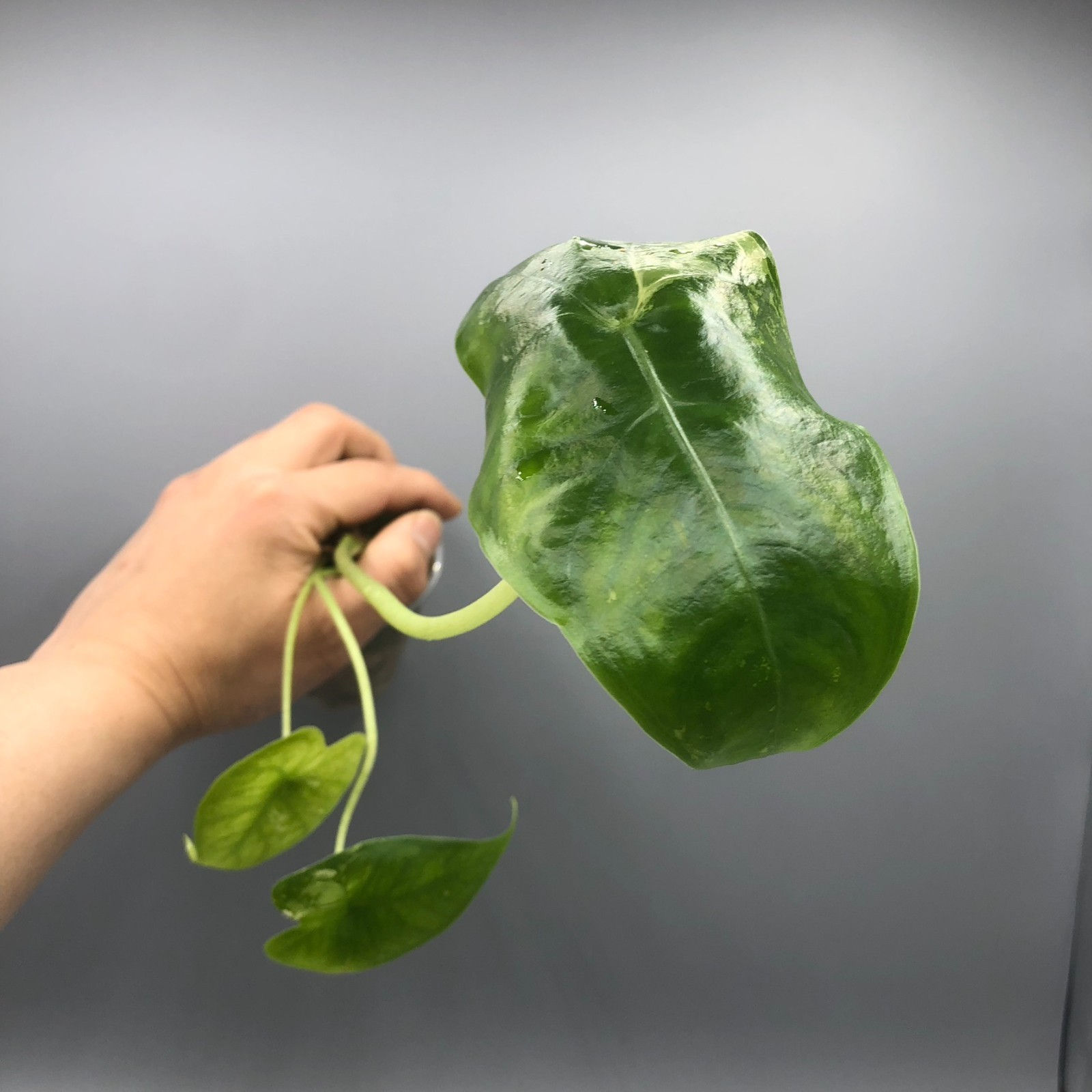 Alocasia Longiloba albo Variegated #7