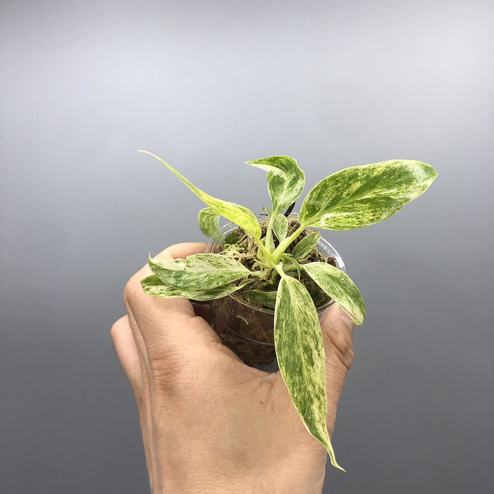 Thumbnail: Philodendron Giganteum Blizzard Variegated #3