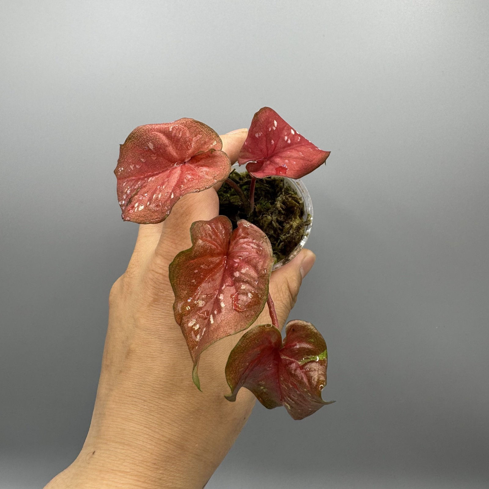 Caladium Red Flash #1