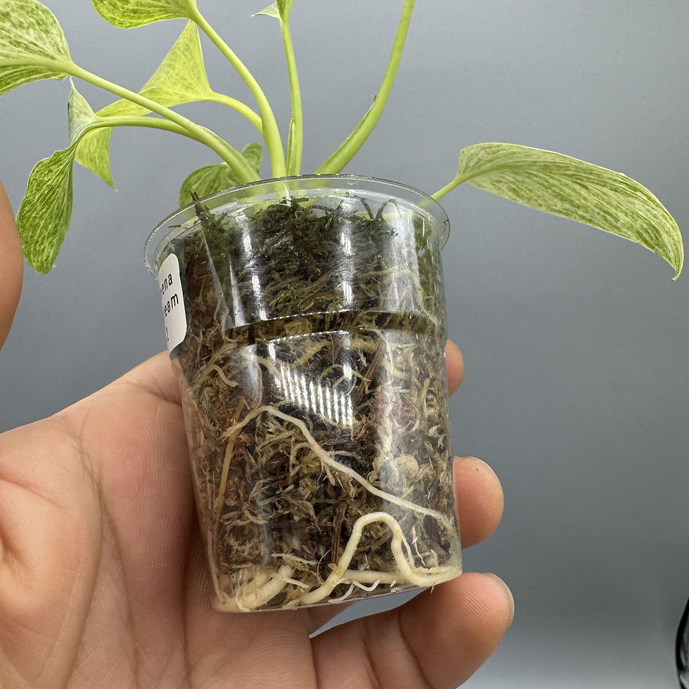 Thumbnail: Homalomena Sulcata Cream Frost - Rare Plant #2