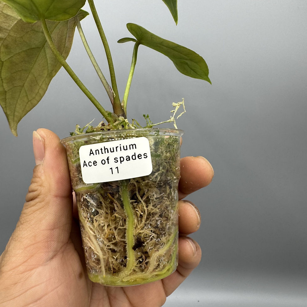 Thumbnail: Anthurium Ace of Spades Rare Aroid #11