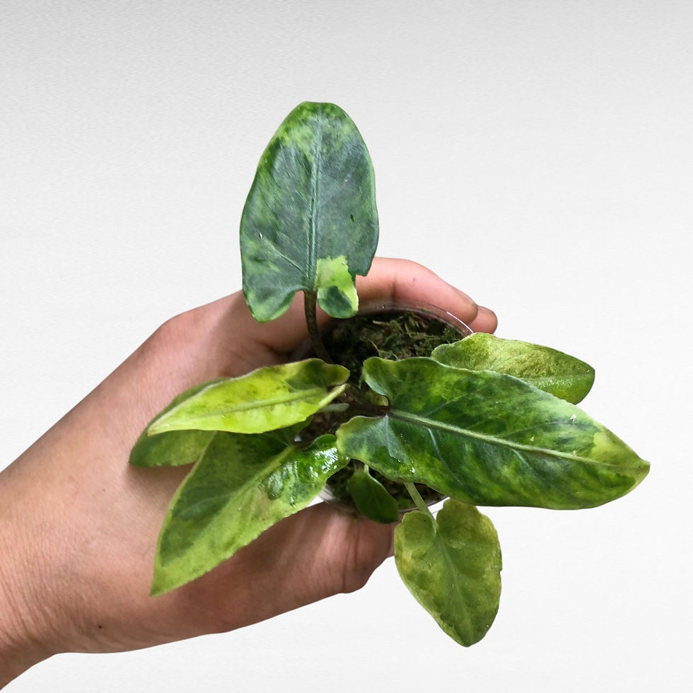 Alocasia Lauterbachiana Variegated #4