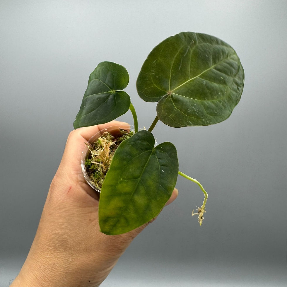 Thumbnail: Anthurium Ace of Spades - Rare Plant #8