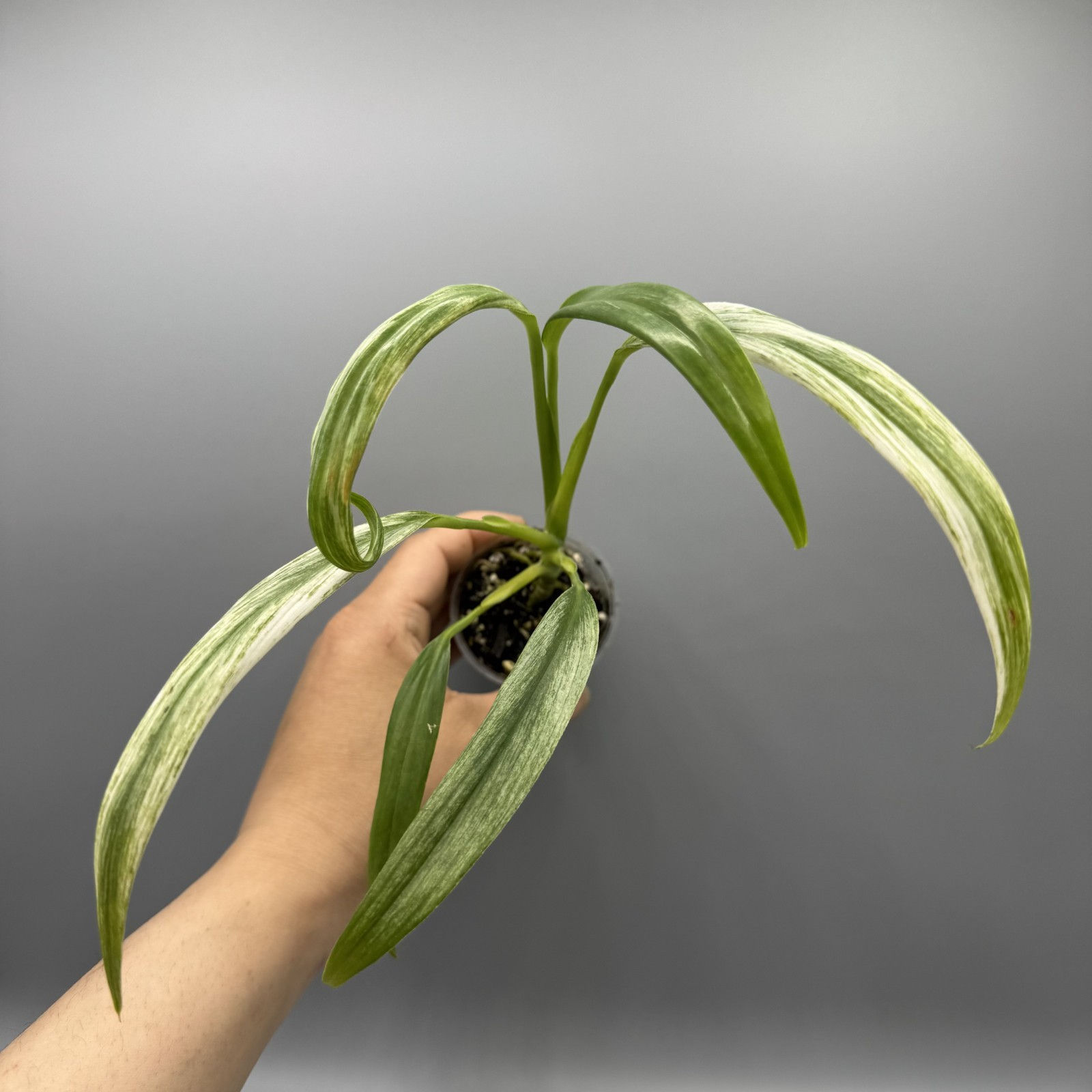 Epipremnum Amplissimum variegated #5