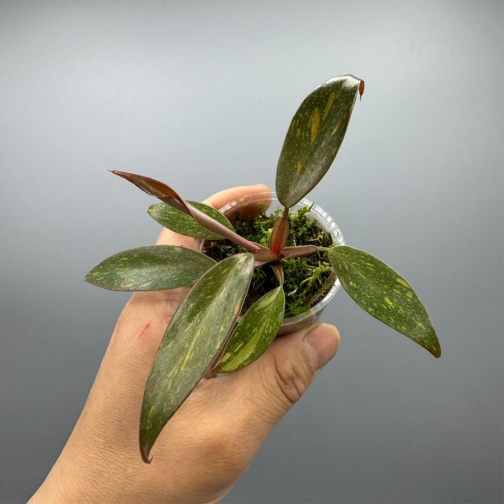 Thumbnail: Philodendron Orange Princess Marble - Variegated Rare Plant #1