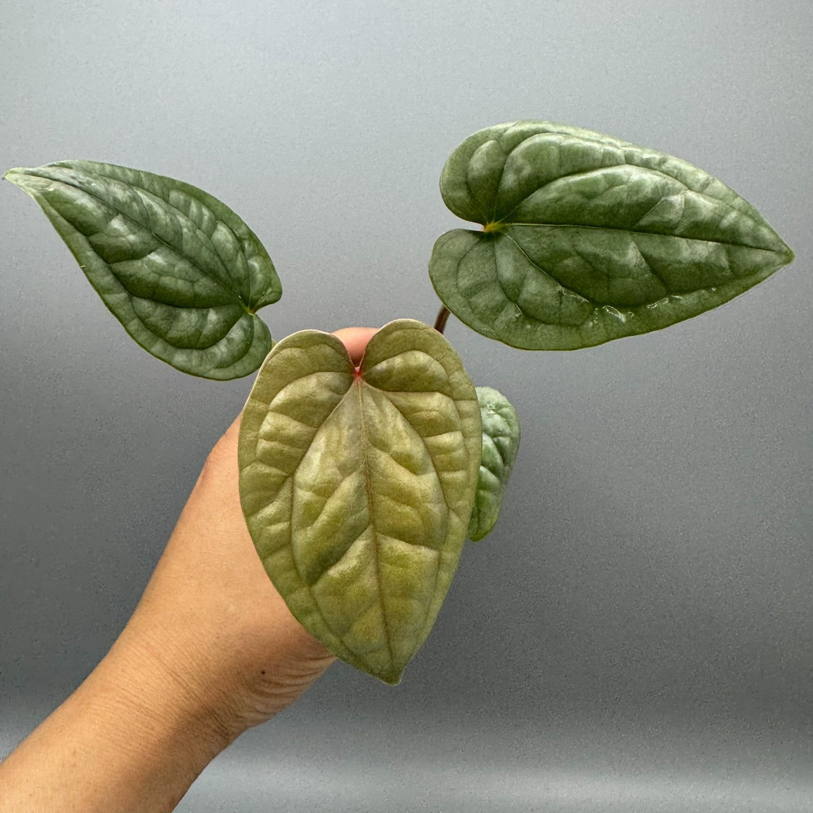 Anthurium Luxurians Rare Plant #11