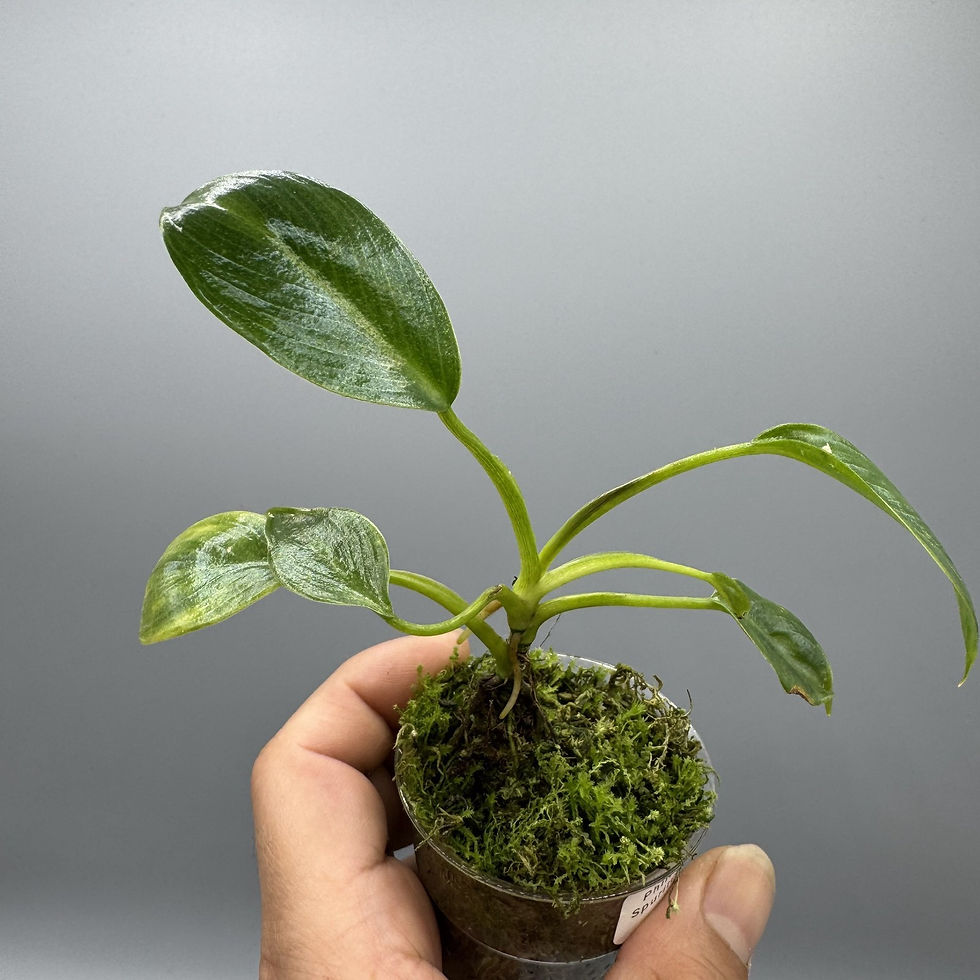 Thumbnail: Philodendron Spiritus Sancti - Rare Plant #1