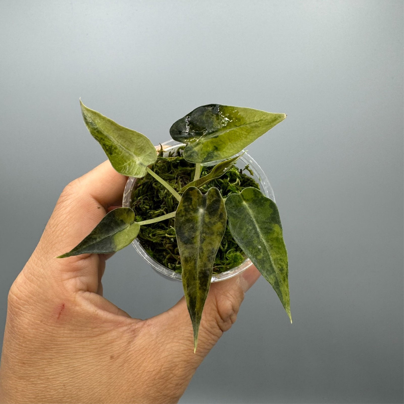 Alocasia Bambino Aurea - Variegated Rare Plant #2