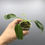 Thumbnail: Philodendron Spiritus Sancti #1