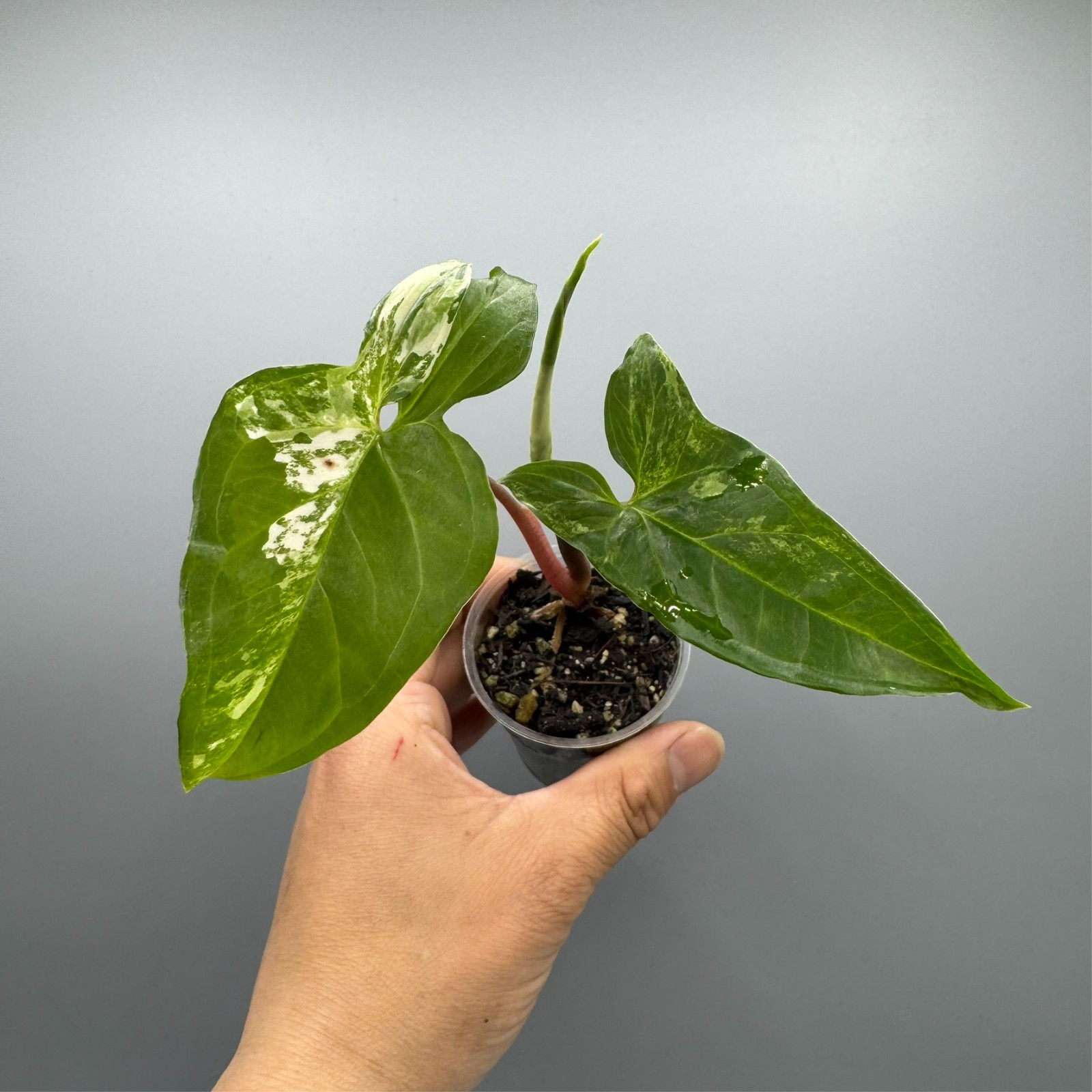 Syngonium Albo - Variegated Rare Plant #1