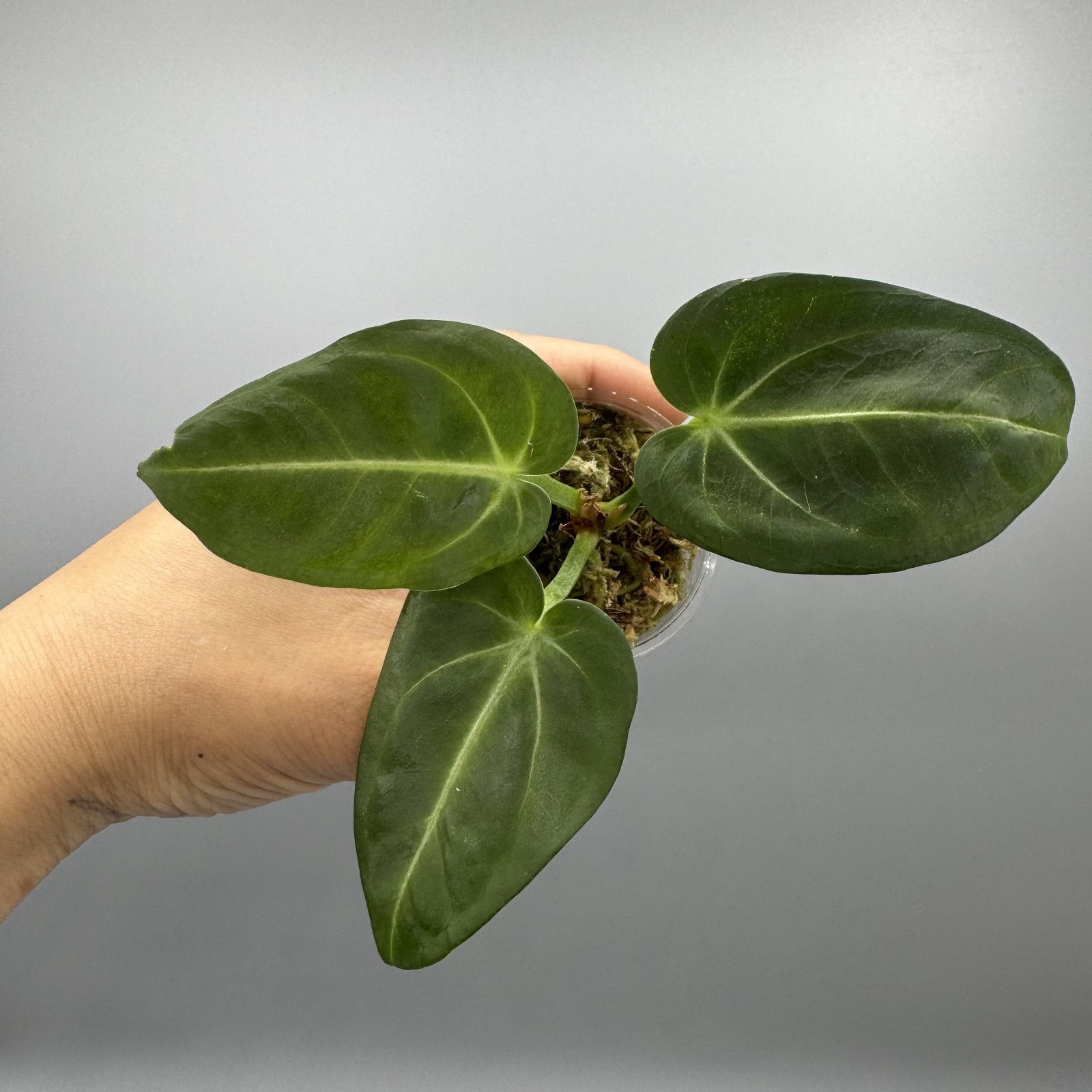 Anthurium Villenaorum Croat - Rare Aroid #7