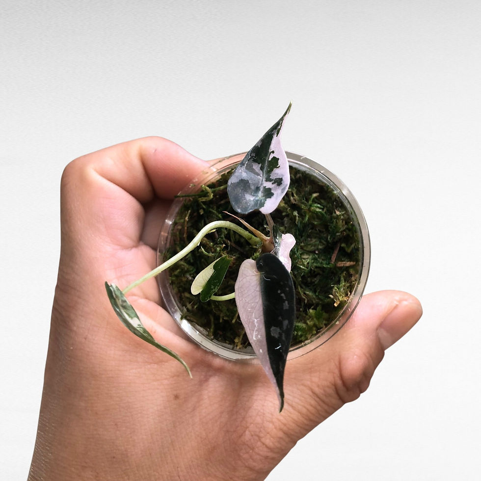 Alocasia Bambino Pink Rare Plant #6