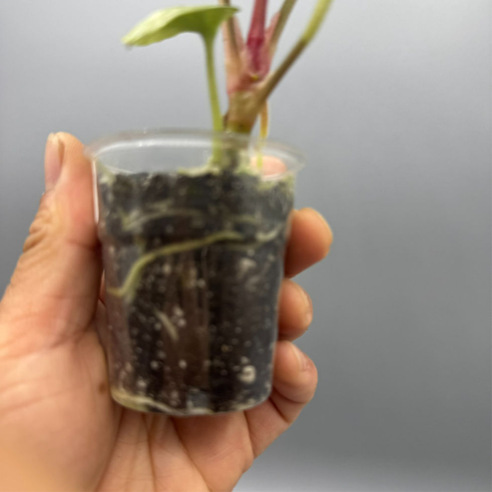 Thumbnail: Anthurium Luxurians Platinum Rare Plant #2