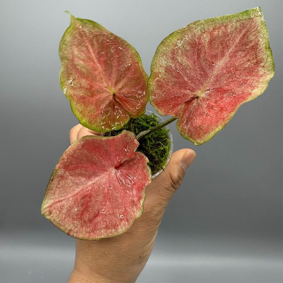 Thumbnail: Caladium Lemon Blush #1