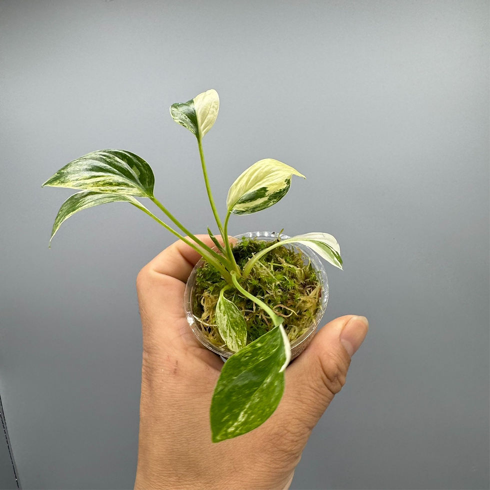 Thumbnail: Homalomena Occulta Stardust - Variegated Rare Plant #2