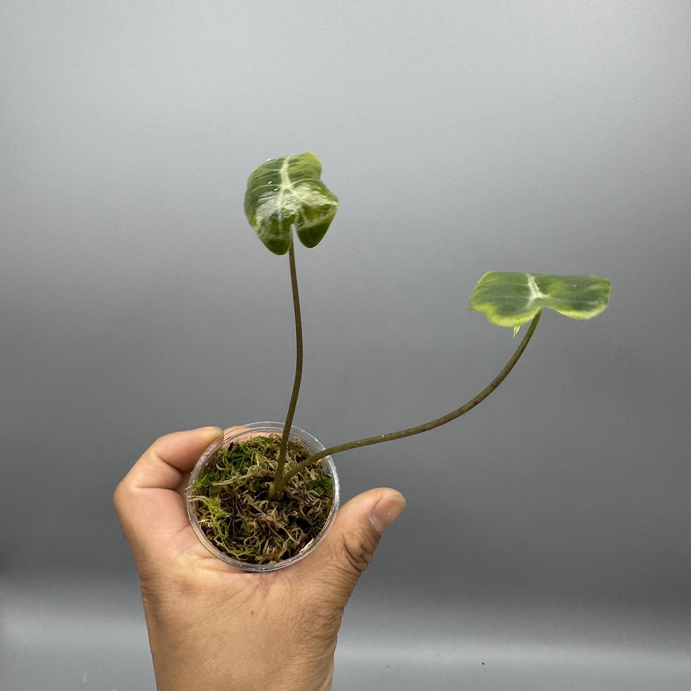 Thumbnail: Alocasia Longiloba Suhirmaniana Purple Vein #7