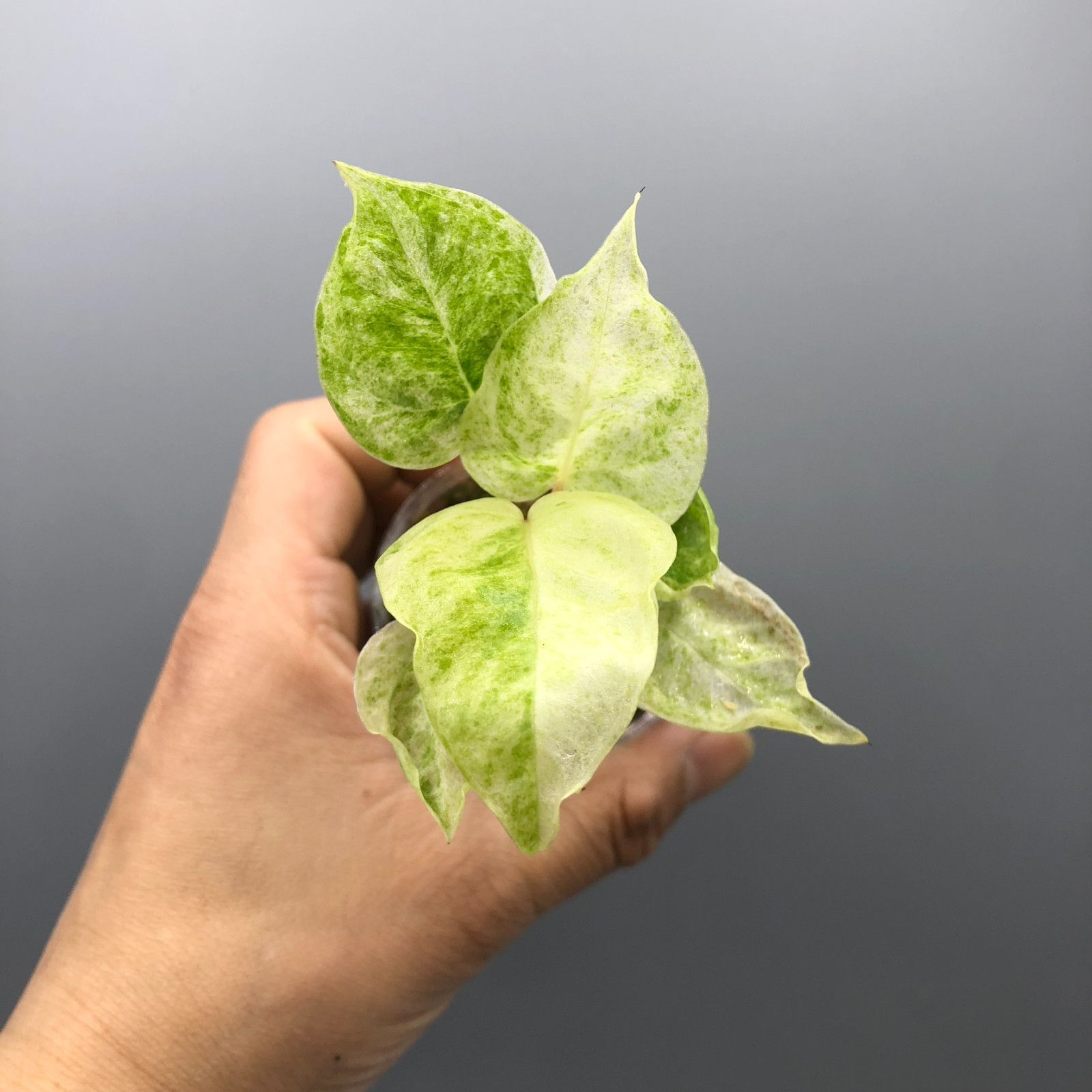 Anthurium Hookeri Variegated Rare Plant #5