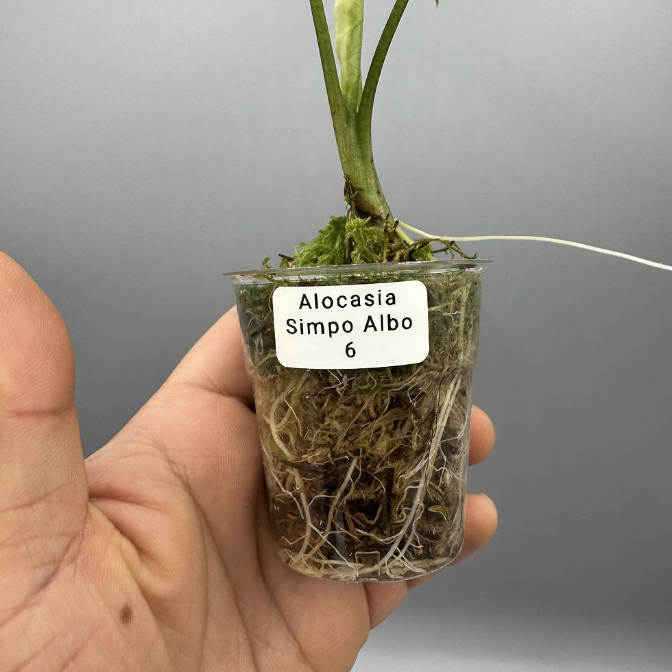 Thumbnail: Alocasia Simpo Albo Variegated Rare Aroid #6