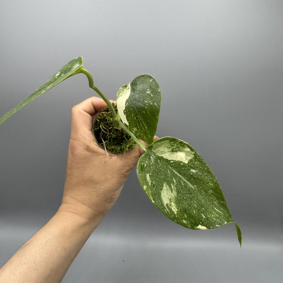 Thumbnail: Monstera Thai Constellation #4
