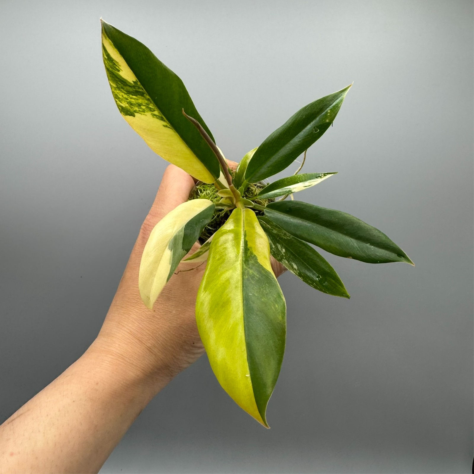 Philodendron Lacerum Aurea - Variegated Rare Plant #1