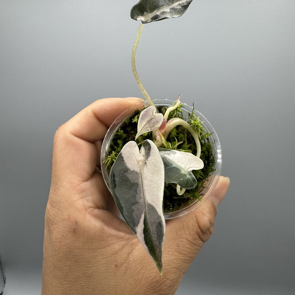 Thumbnail: Alocasia Bambino Pink Variegated #5