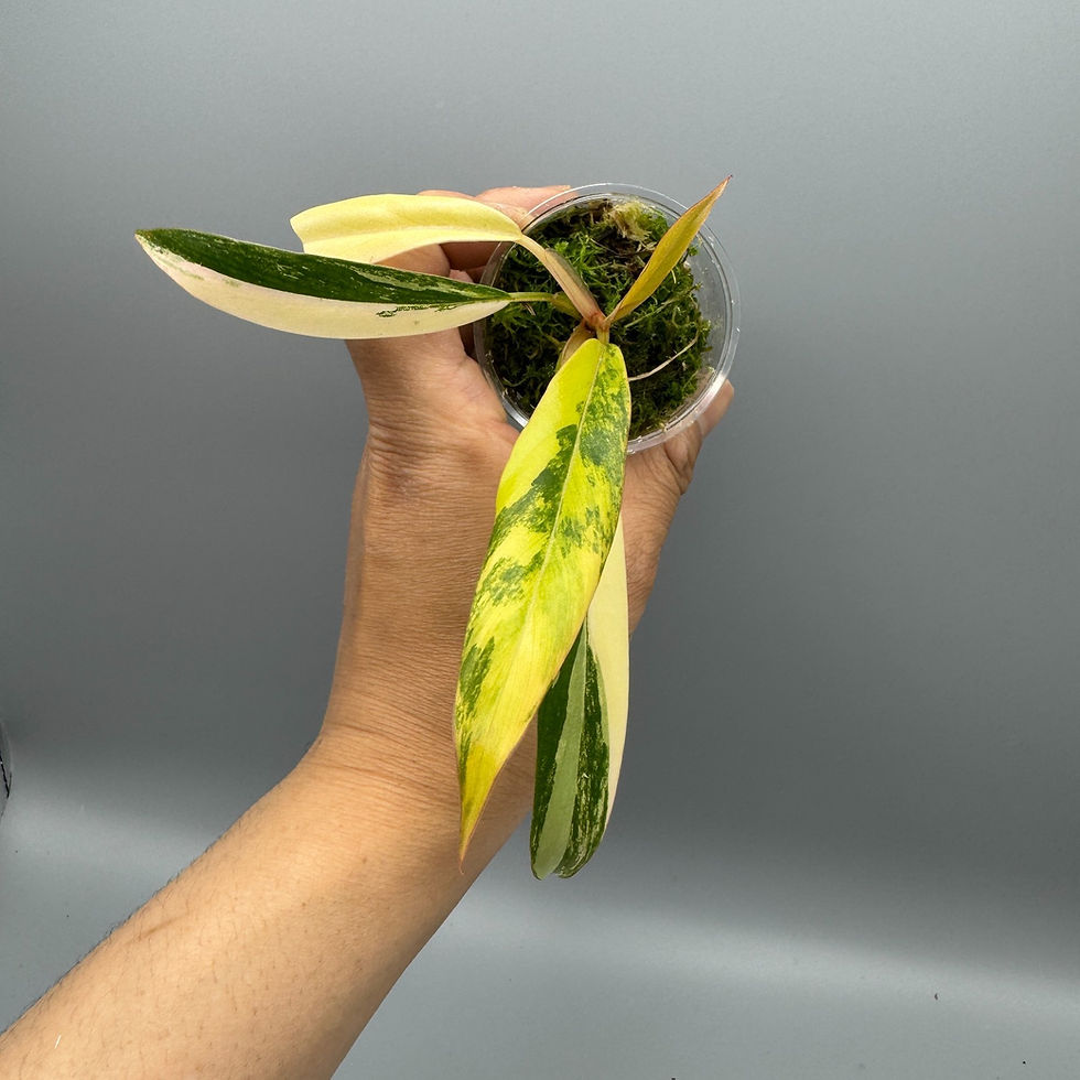 Thumbnail: Philodendorn Caramel Marble Variegated #1