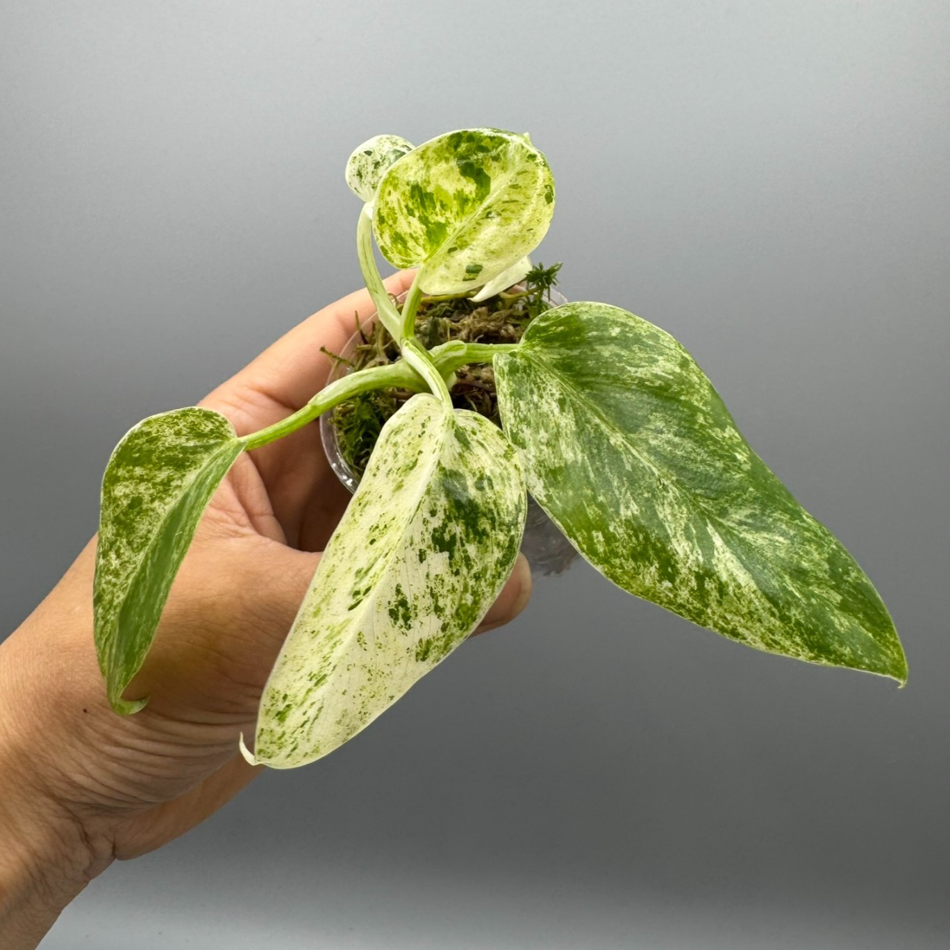 Philodendron Giganteum Blizzard - Variegated Rare Plant #2