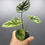 Thumbnail: Alocasia Sinuata Variegata #5