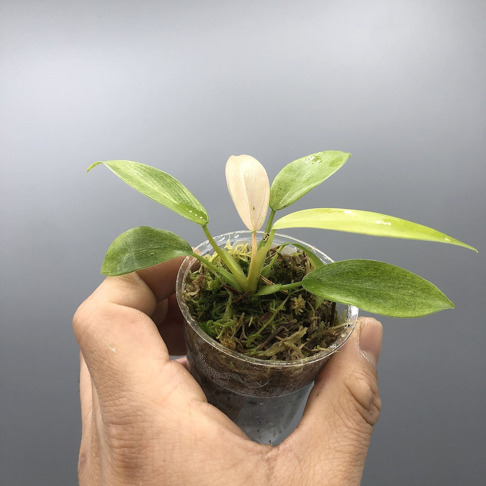 Thumbnail: Philodendron Whipple way Variegated #2