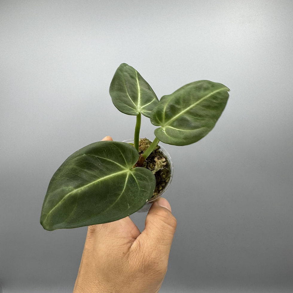 Thumbnail: Anthurium Villenaorum Croat - Rare Aroid #7