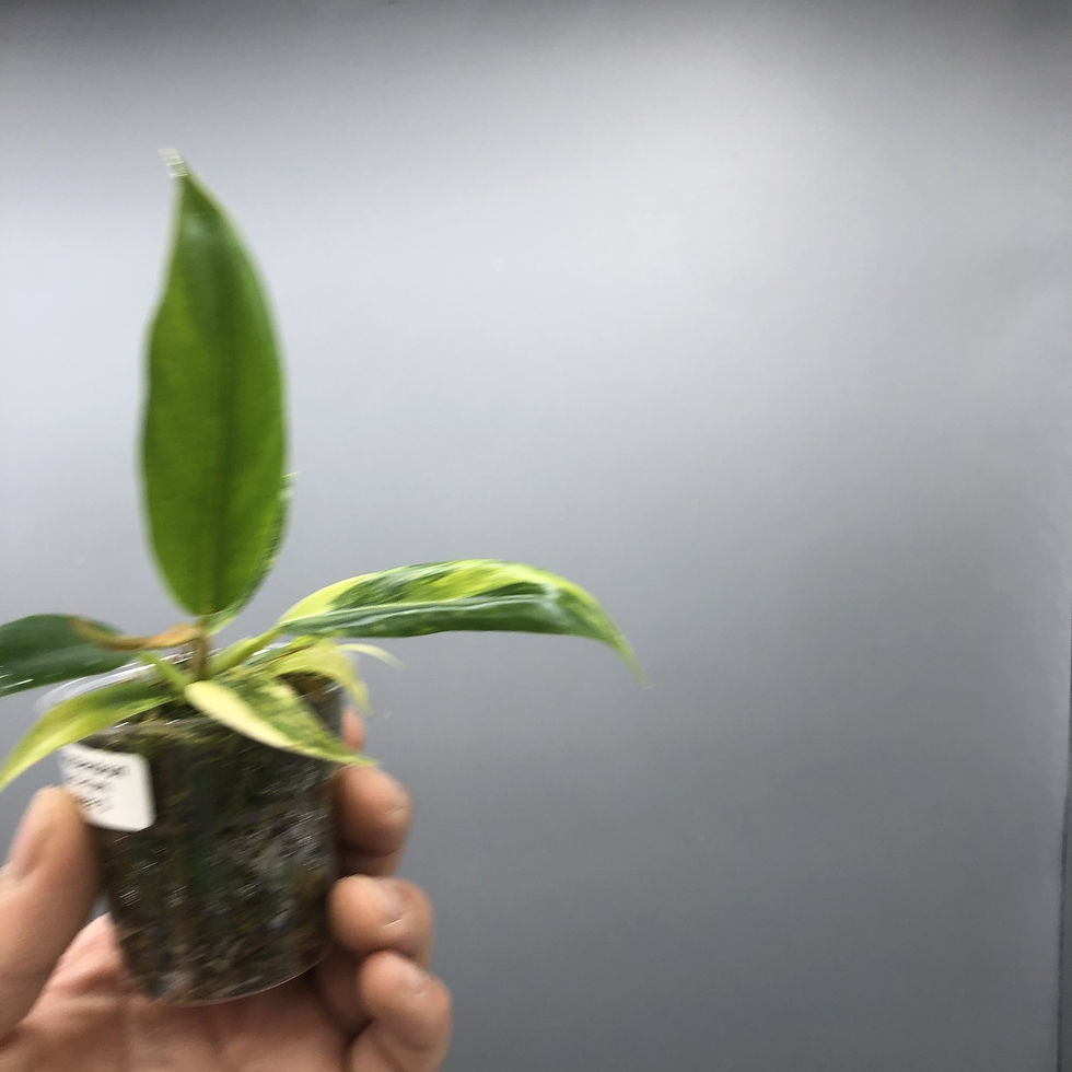 Thumbnail: Philodendron Lacerum Aurea Variegated #5