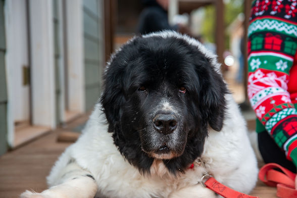 WEB_Newfies Christmas 2024 001 (112).JPG