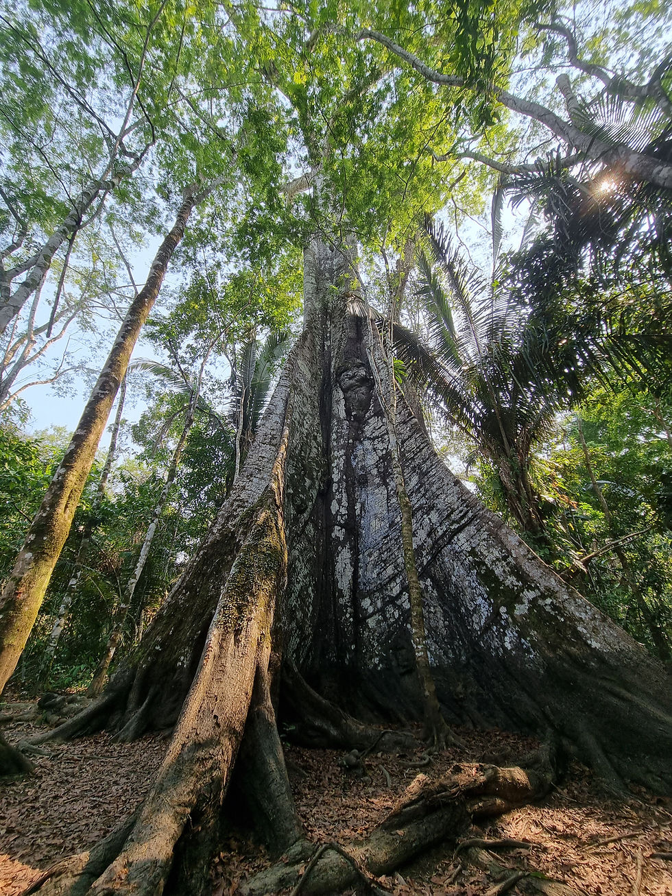 Samaúma, big tree in the Amazon