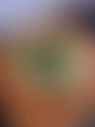 Neapolitan Pizza Dough