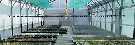 greenhouse1.jpeg