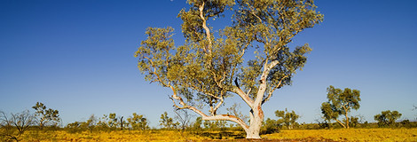 eucalypt1.jpg